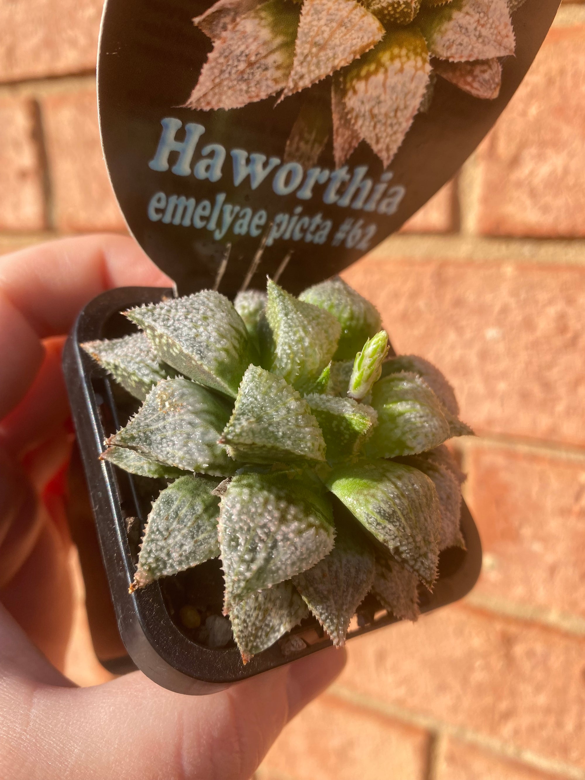 Haworthia emelyae picta No 62