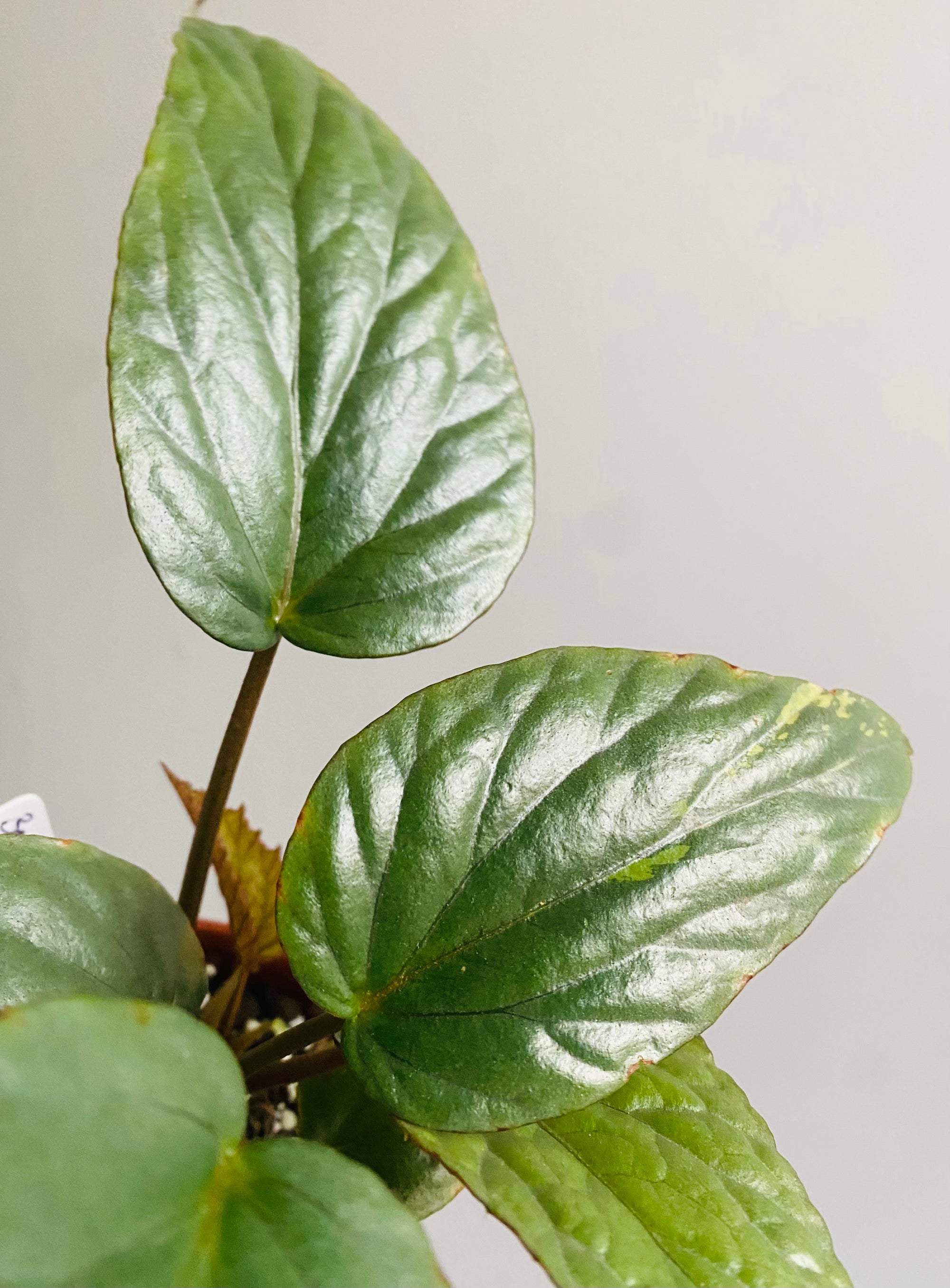 Begonia hatacoa silver