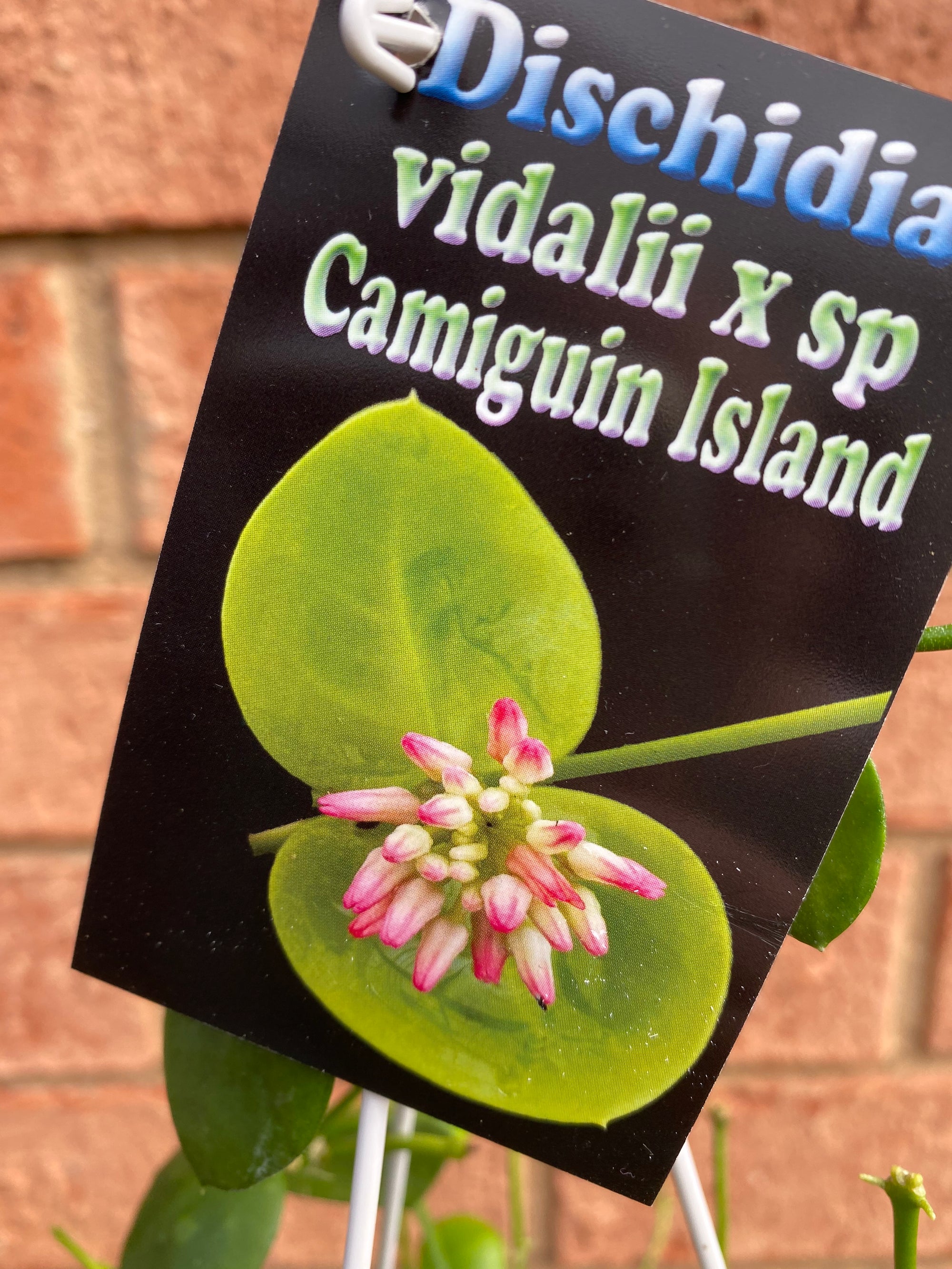 Dischidia Vidalii x sp Camiguin Island