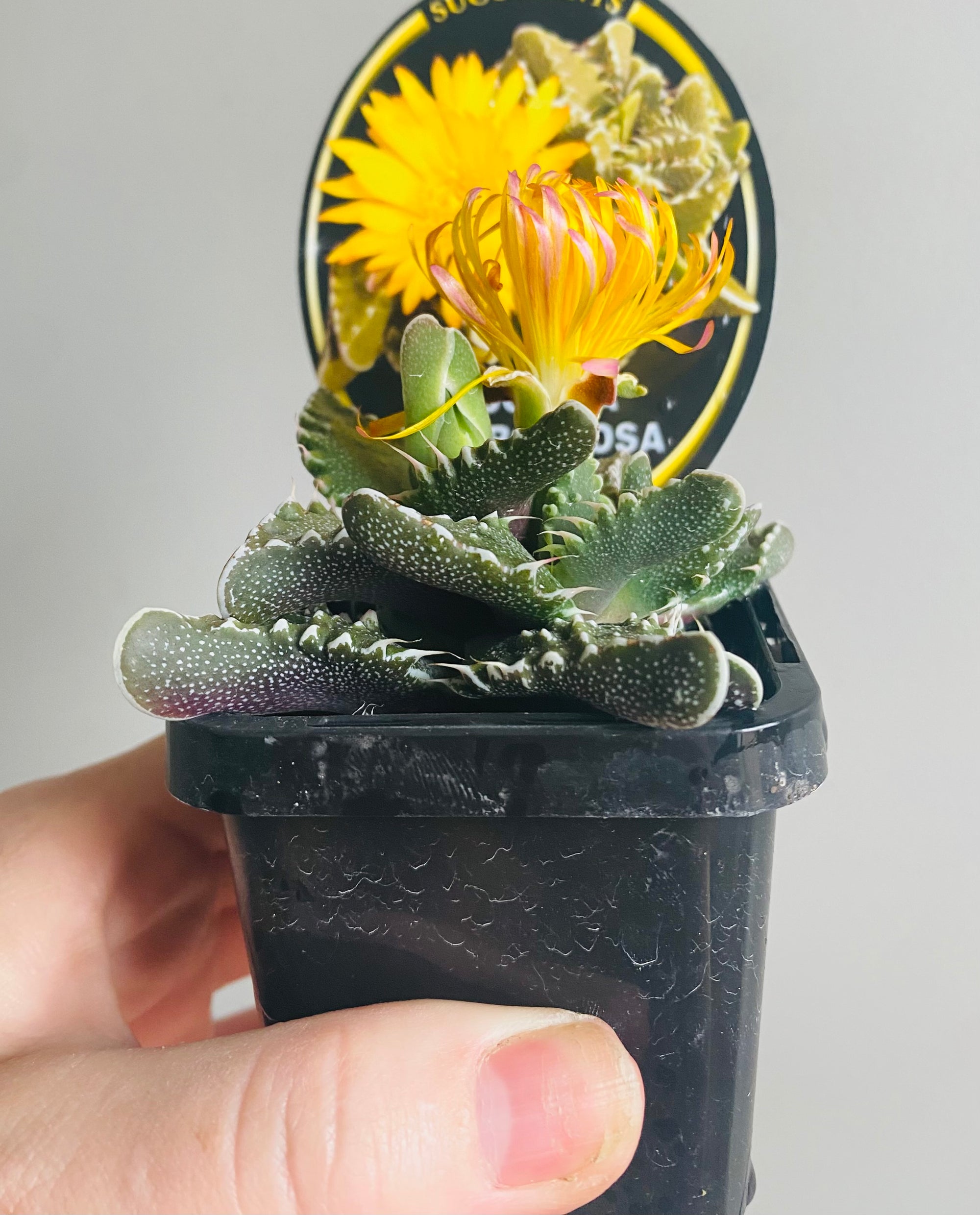 Faucaria tuberculosa 'Knobbled Jaws'