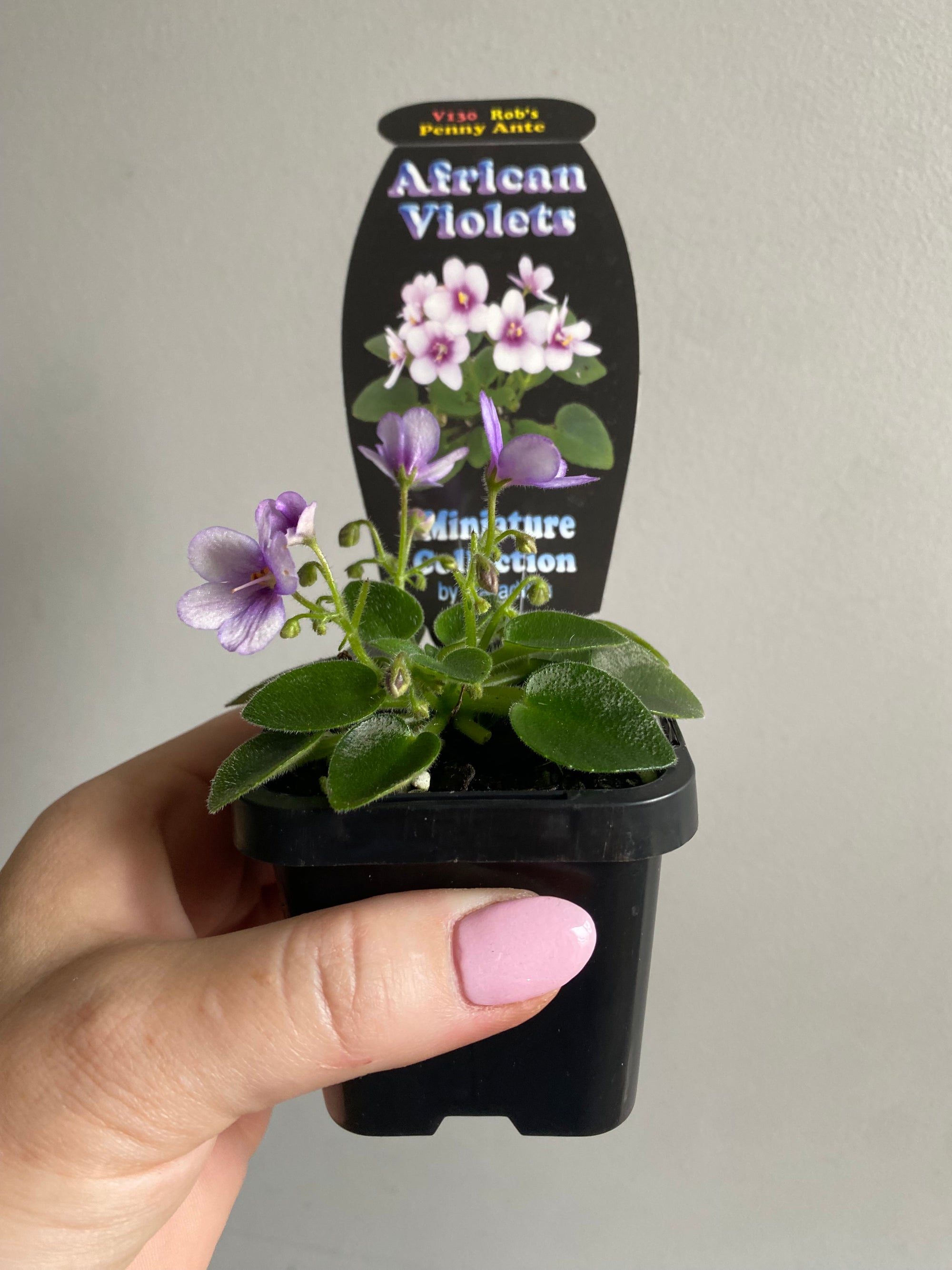 African Violet - Rob’s Penny Ante