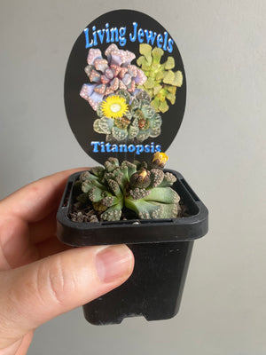 Titanopsis spp.