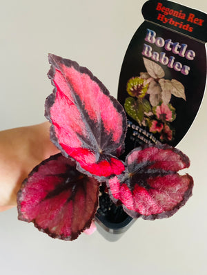 Begonia rex hybrid  'Fireworks' aka ‘Red Kiss’
