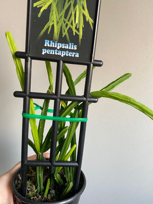 Rhipsalis Pentaptera - Mistletoe Cactus Collection No. 22