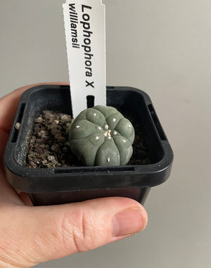 Lophophora williamsii