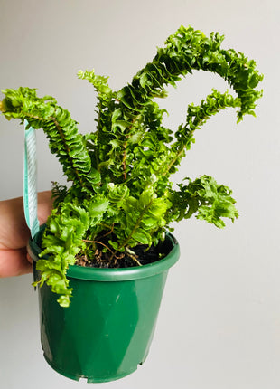 Nephrolepis exaltata 'Emina'