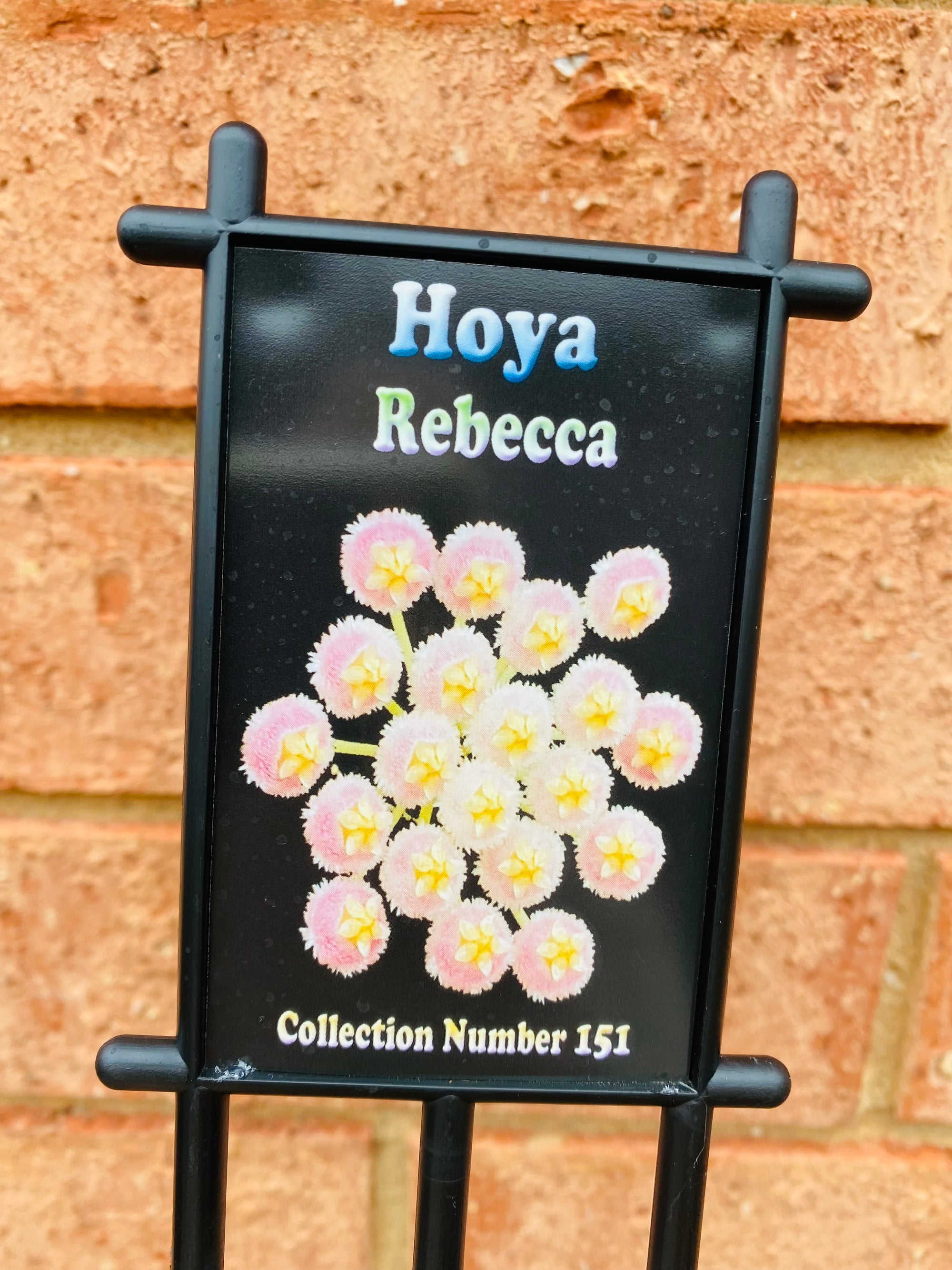 Hoya - Rebecca Collection No. 151