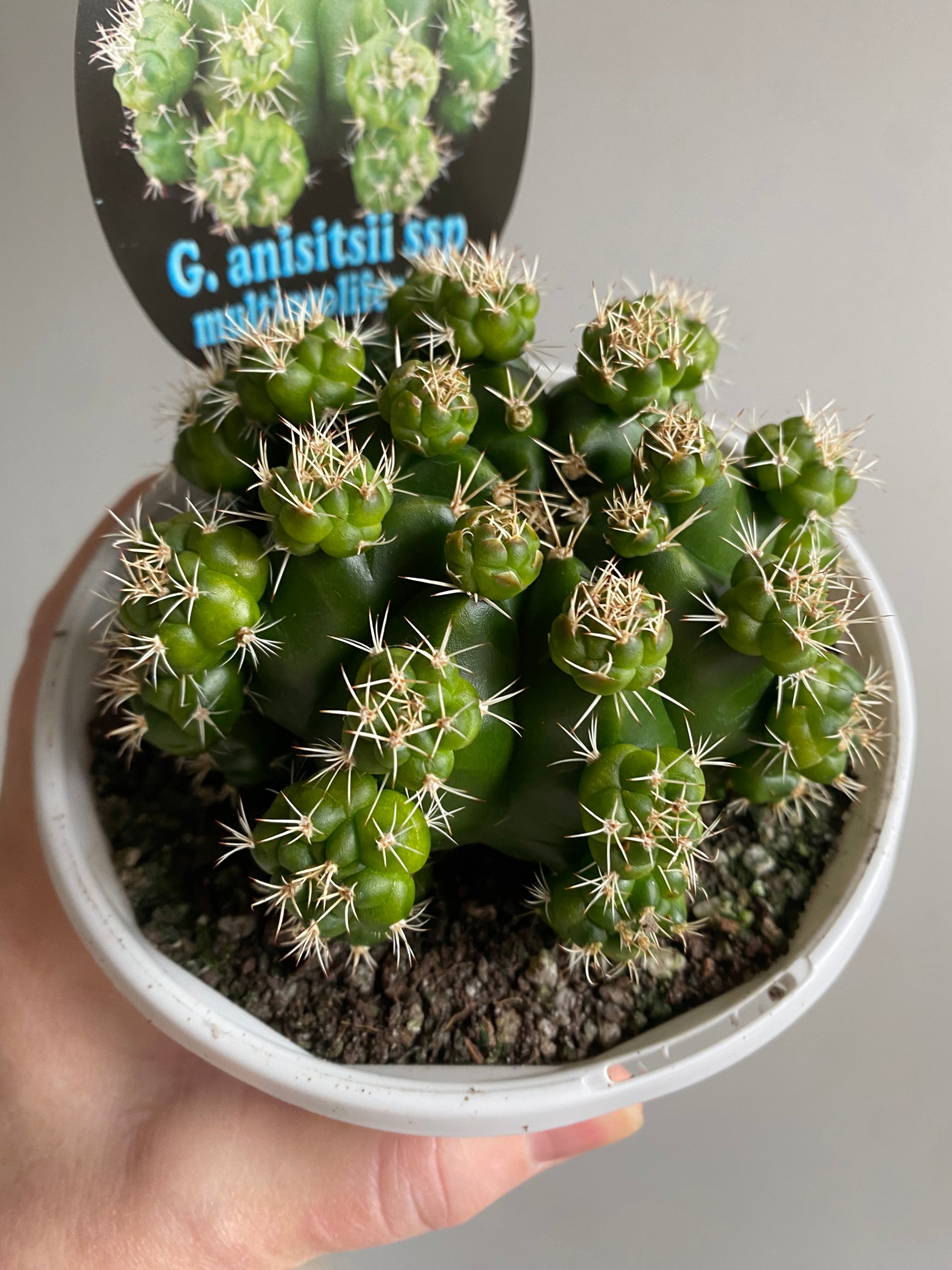 Gymnocalycium anisitsii ssp multiproliferum