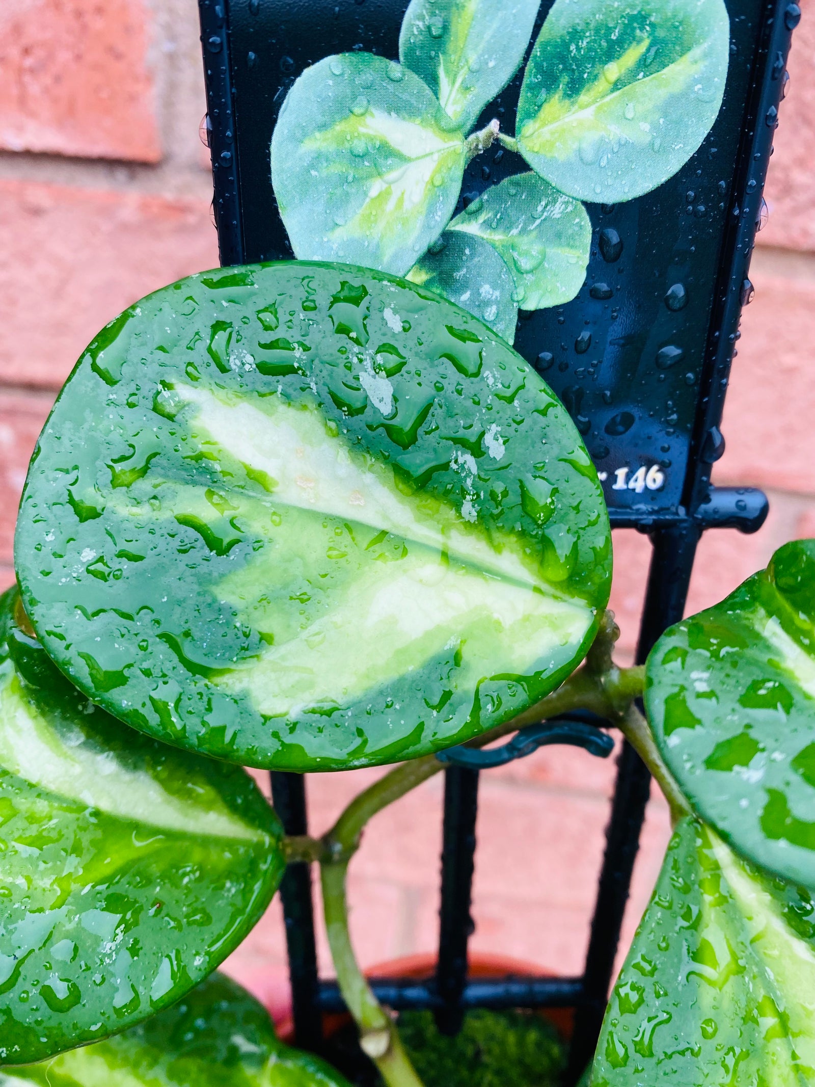 Hoya - Obovata variegata Collection No. 146