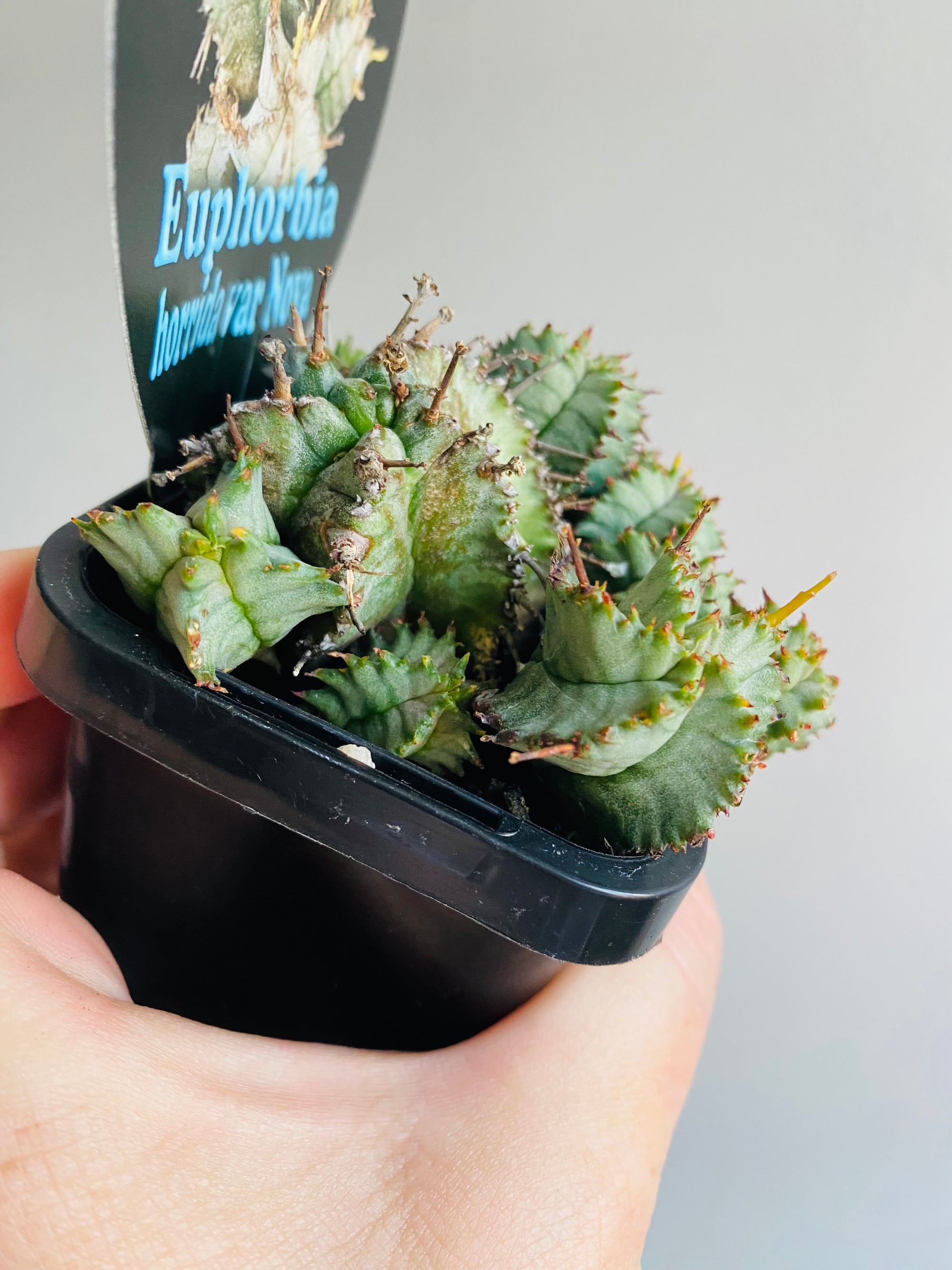 Euphorbia horrida var. Nova