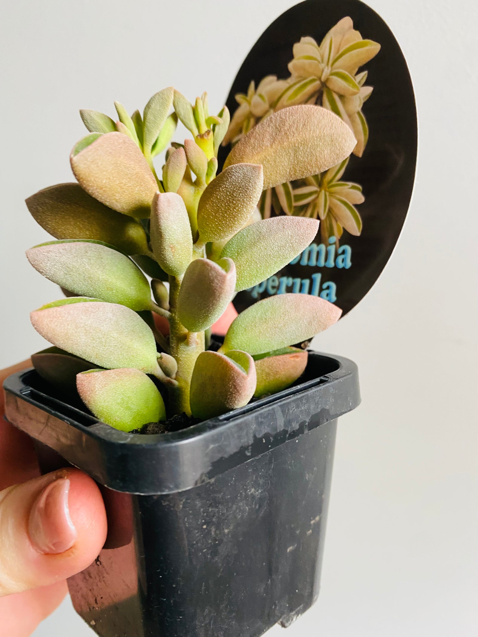 Peperomia asperula