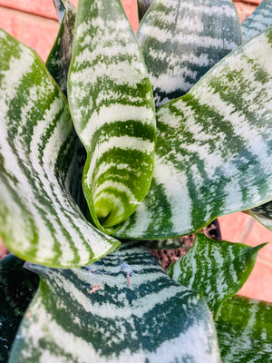 Sansevieria trifasciata - Green Hahnii