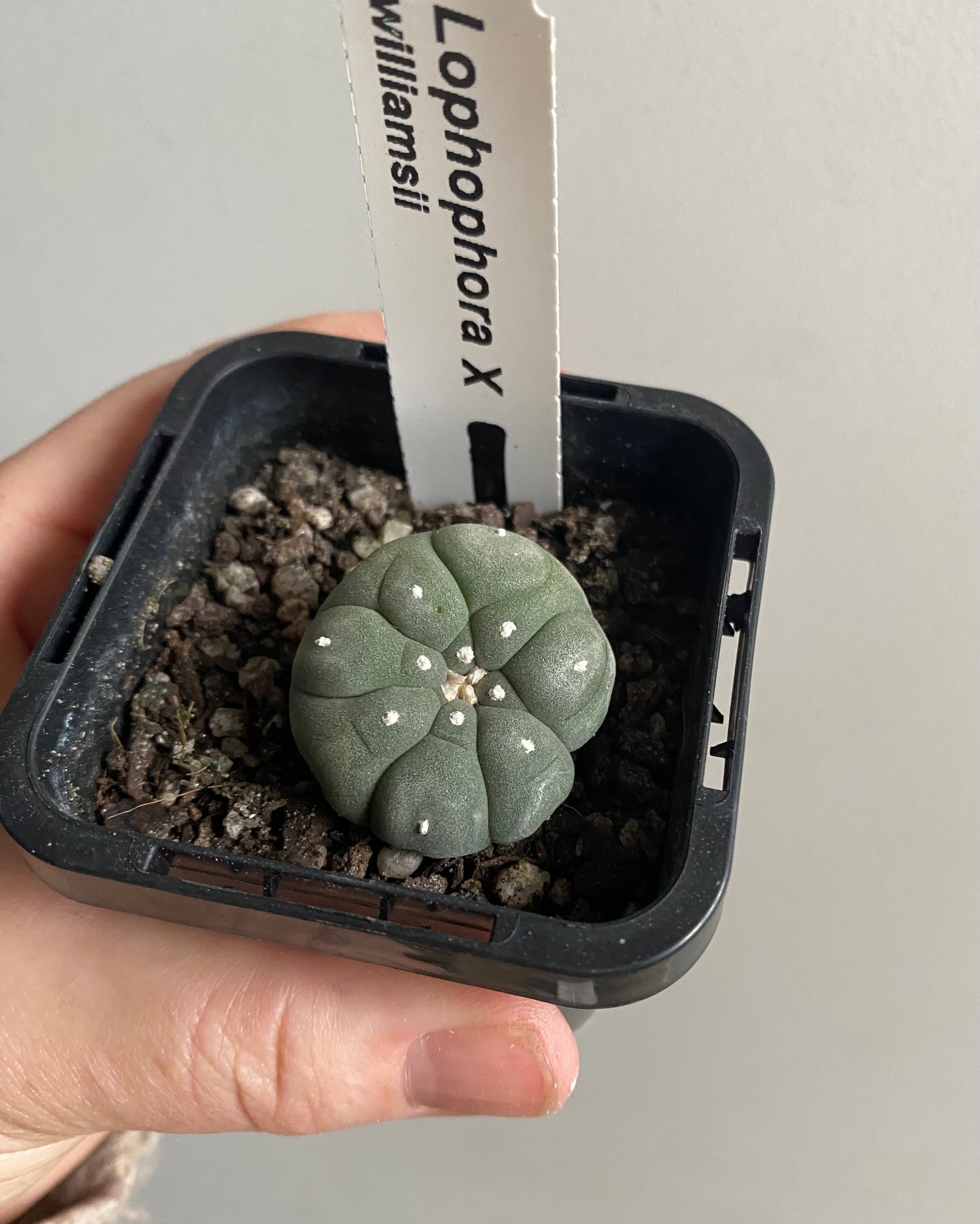 Lophophora williamsii