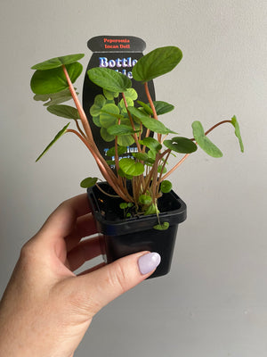 Peperomia - Incan Doll