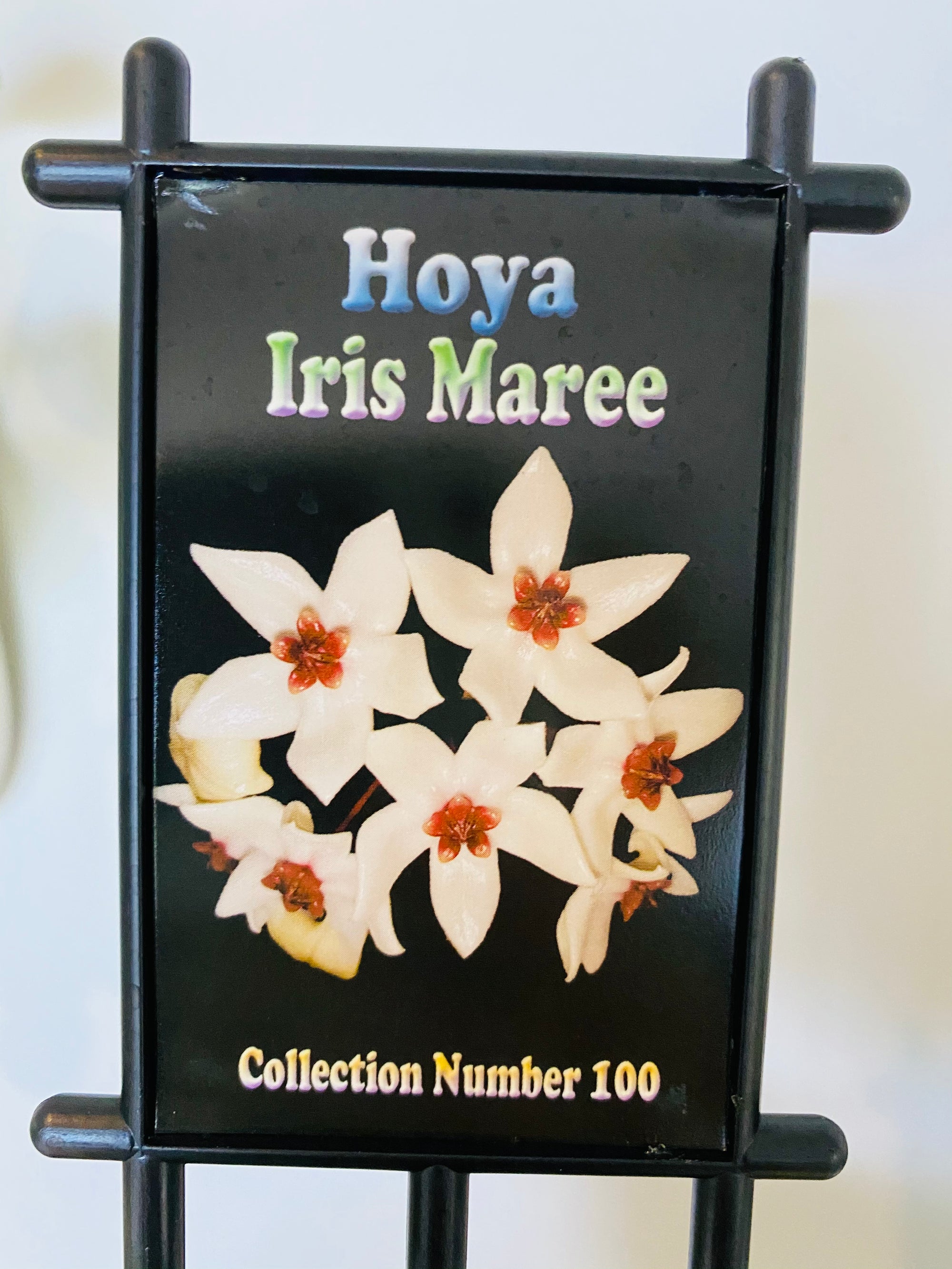 Hoya - Iris Maree Collection No. 100