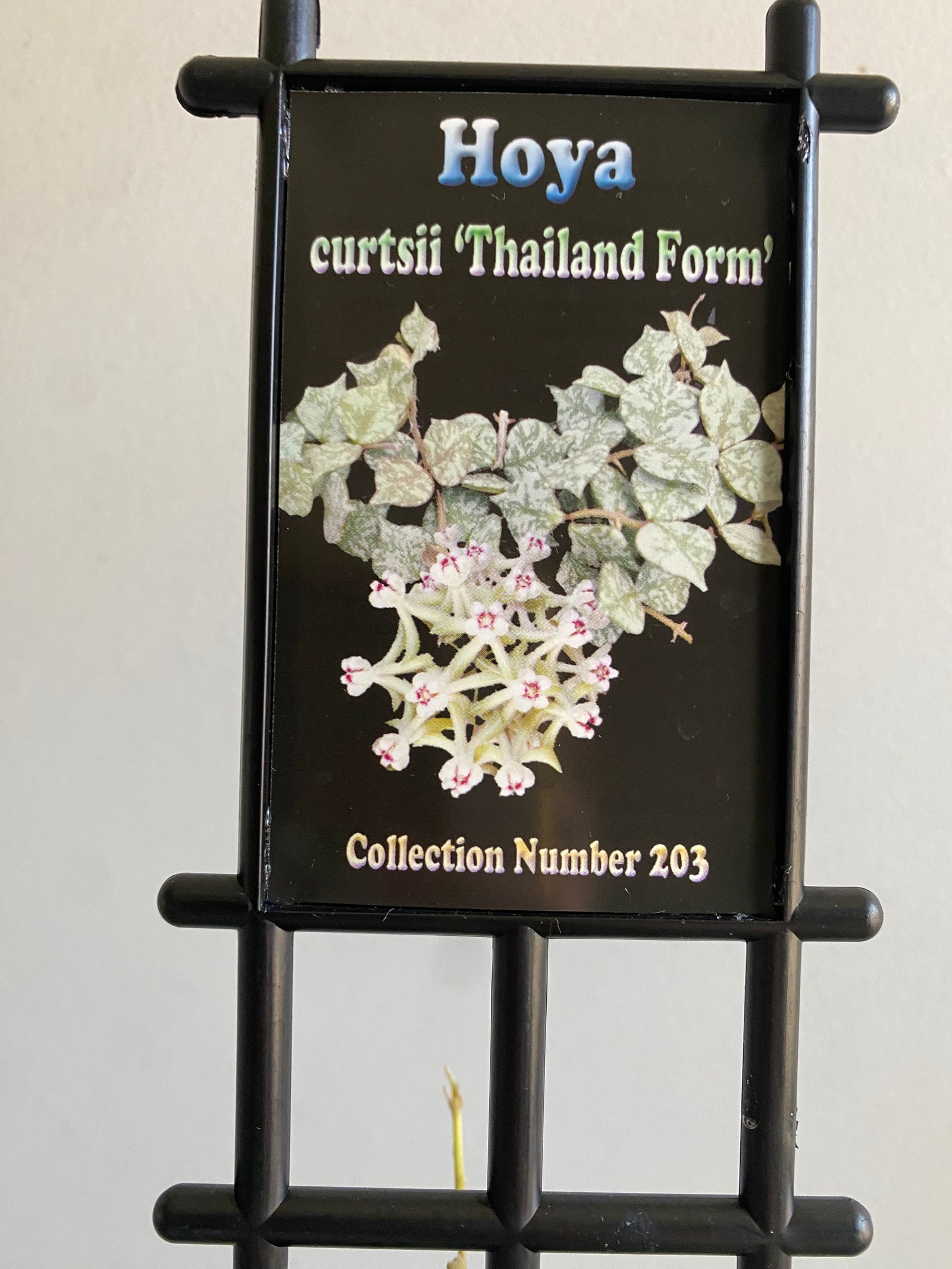 Hoya - Curtisii 'Thai Form' Collection No. 203