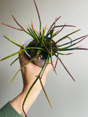 Rhipsalis Red Coral - Mistletoe Cactus Collection No. 40