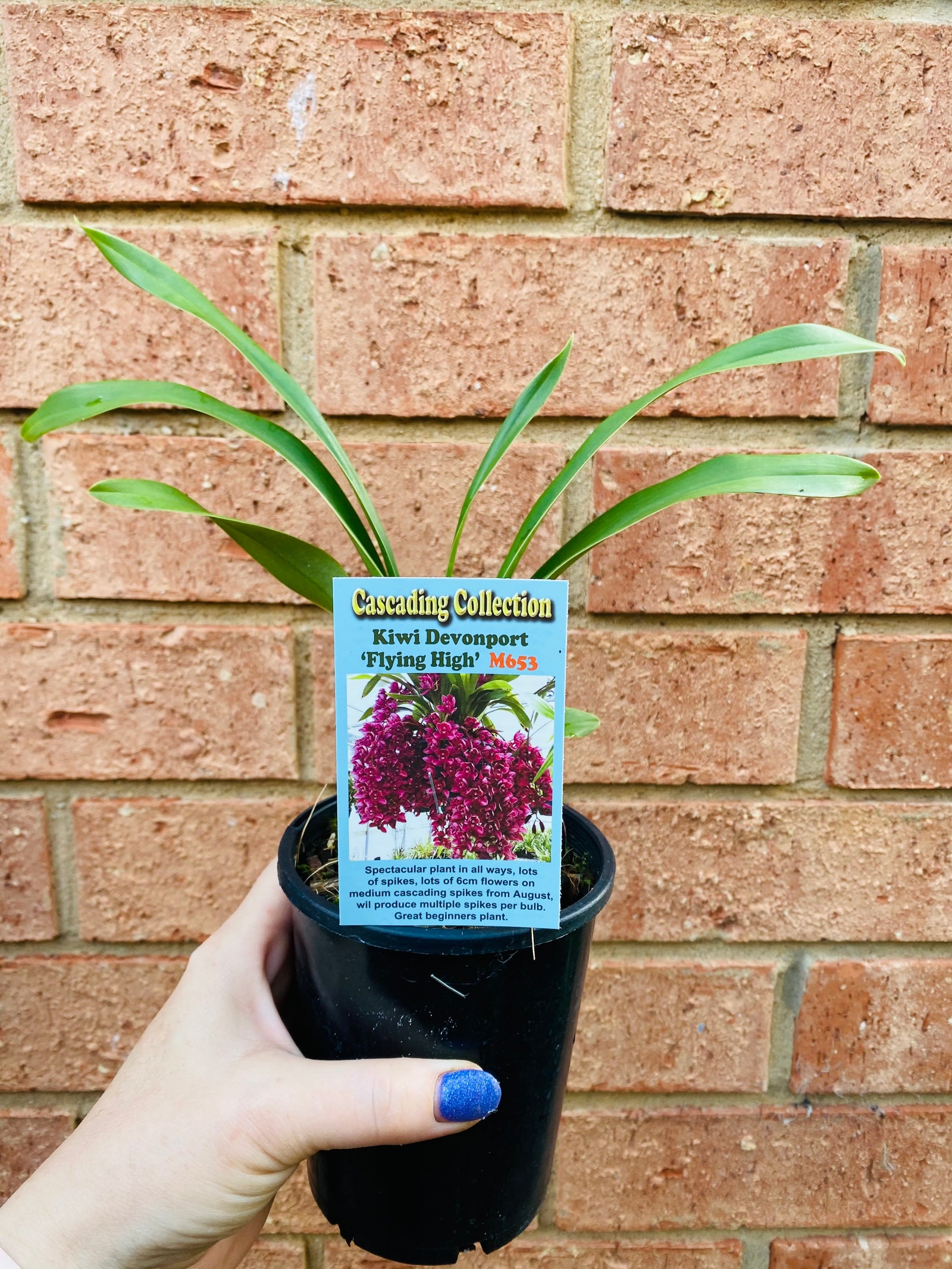 Cascading Collection - Kiwi Davenport 'Flying High'