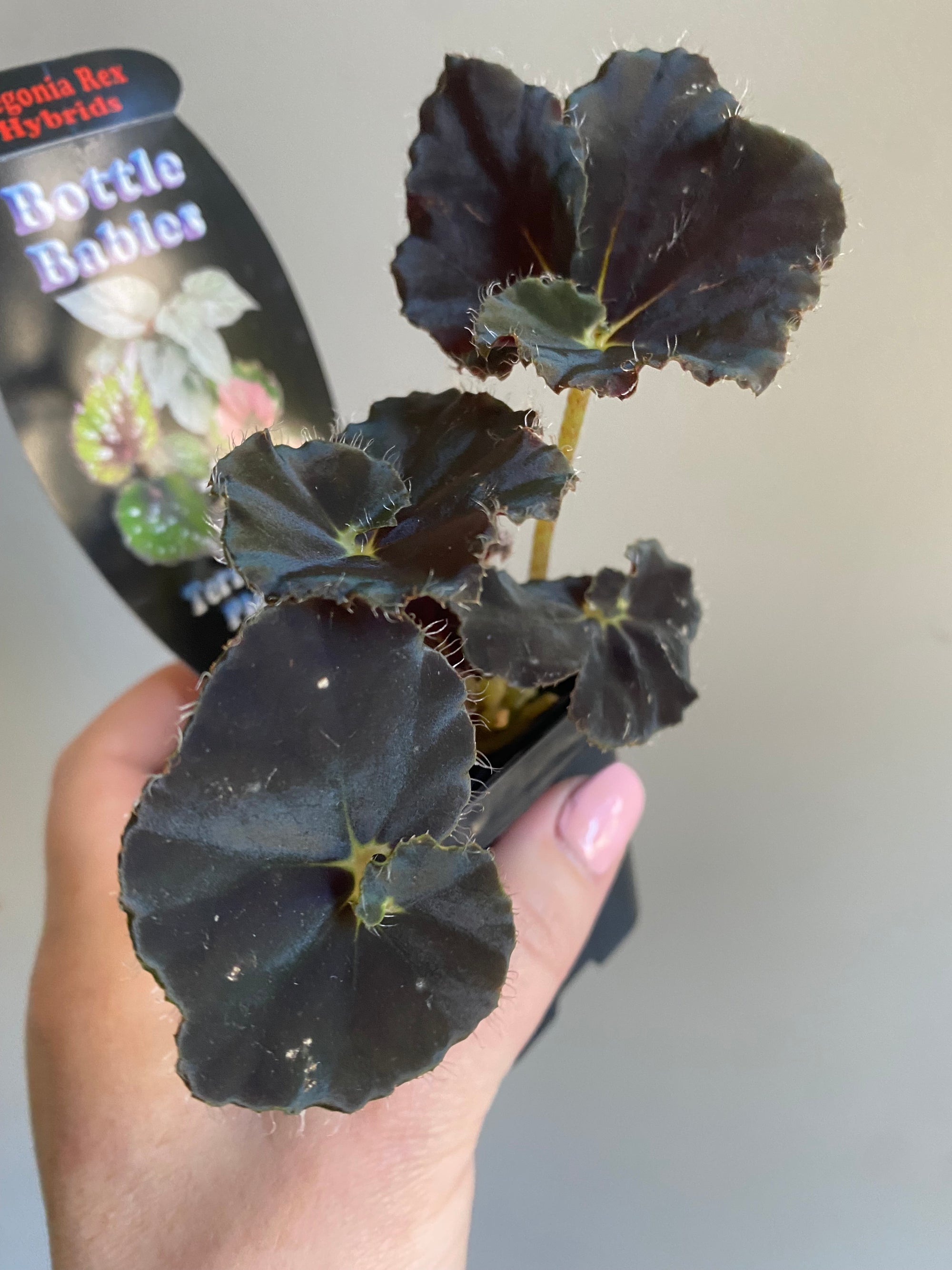 Begonia rex hybrid - Black Velvet Twist