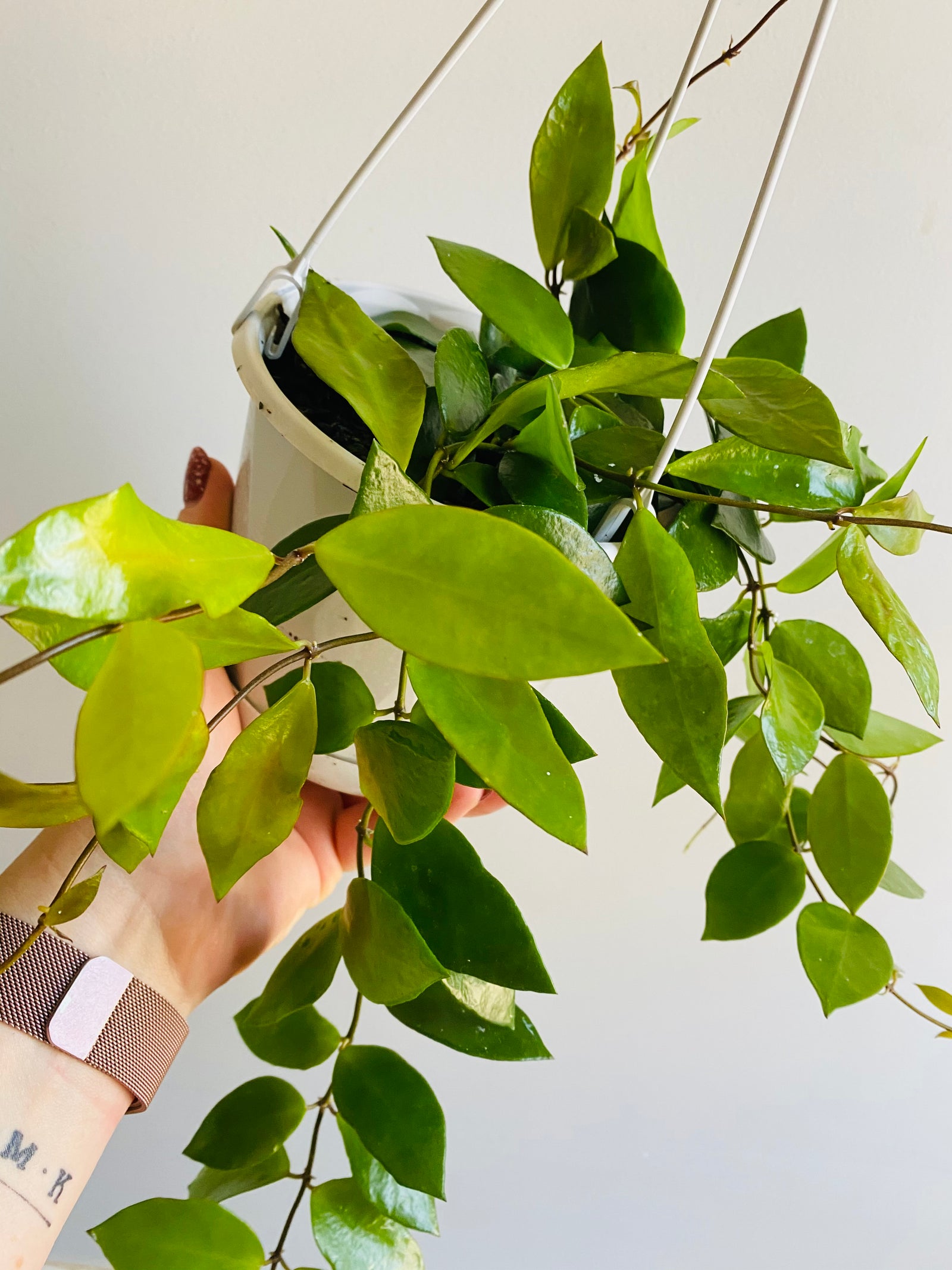 Hoya - Halophila Collection No. 117