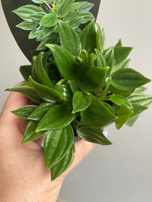 Peperomia - Paradisian 'Jade'