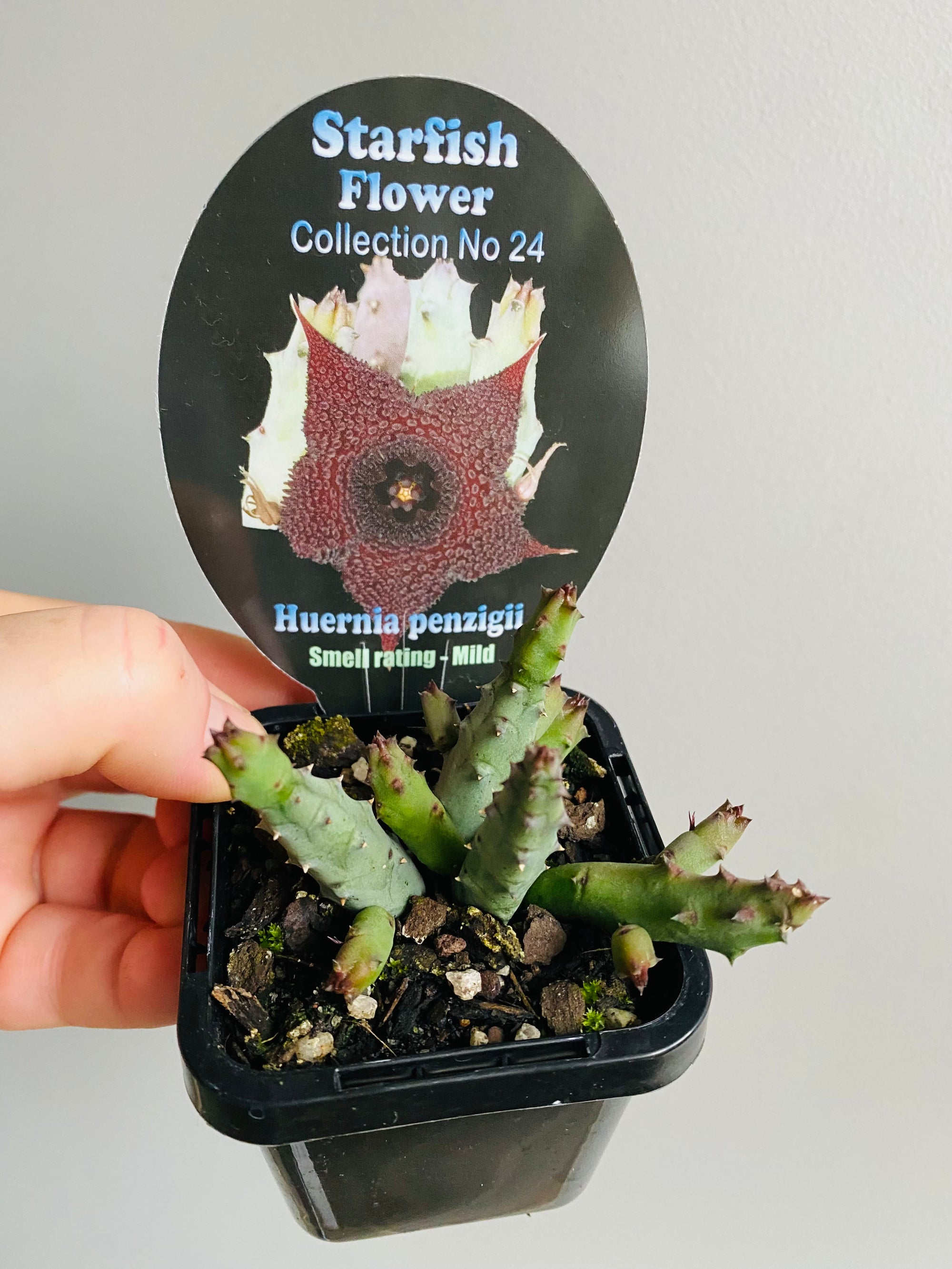 Huernia penzigii - Starfish Flower Collection No. 24