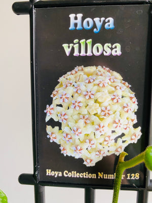 Hoya - Villosa Collection No. 128