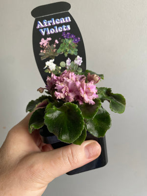 African Violet - Irish Flirt Pink