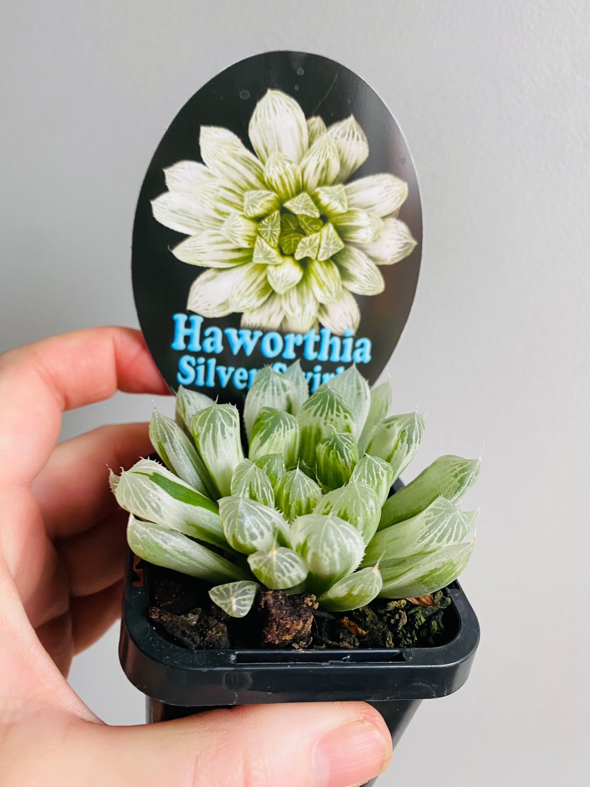 Haworthia cooperi cv. 'Silver Swirls'
