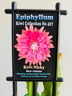 Epiphyllum 'Kiwi Nicky' - Collection No. 427