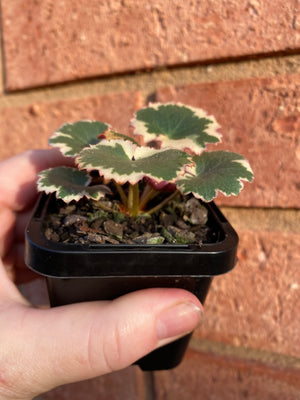 Saxifraga stolonifera 'variegata' - Strawberry Begonia