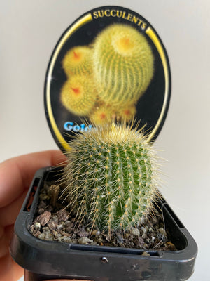 Golden Torch Cactus - Eriocactus lenninghausii