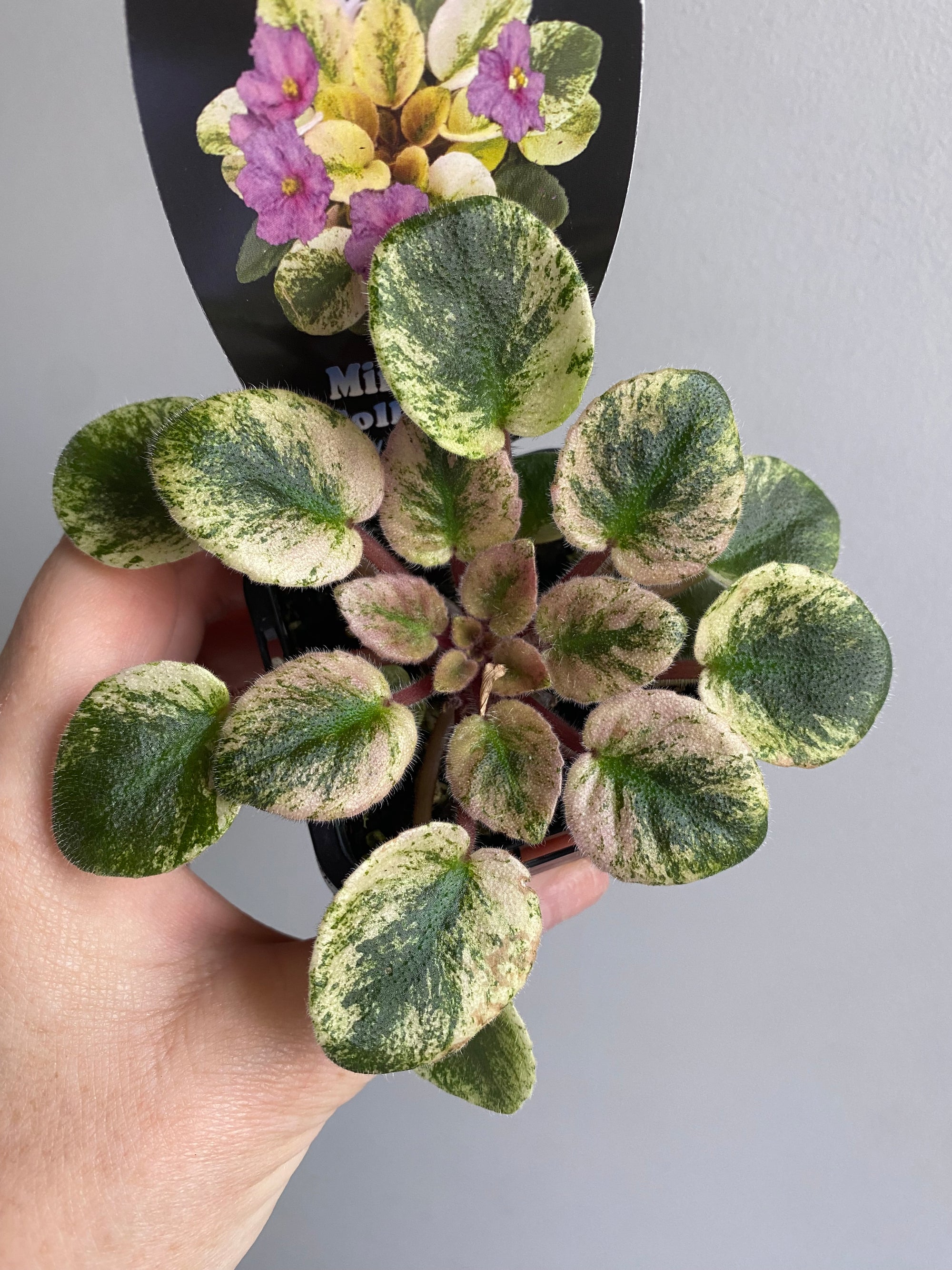 African Violet - Robs Argyle Sock