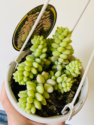 Sedum burrito - Dwarf Donkey’s Tail