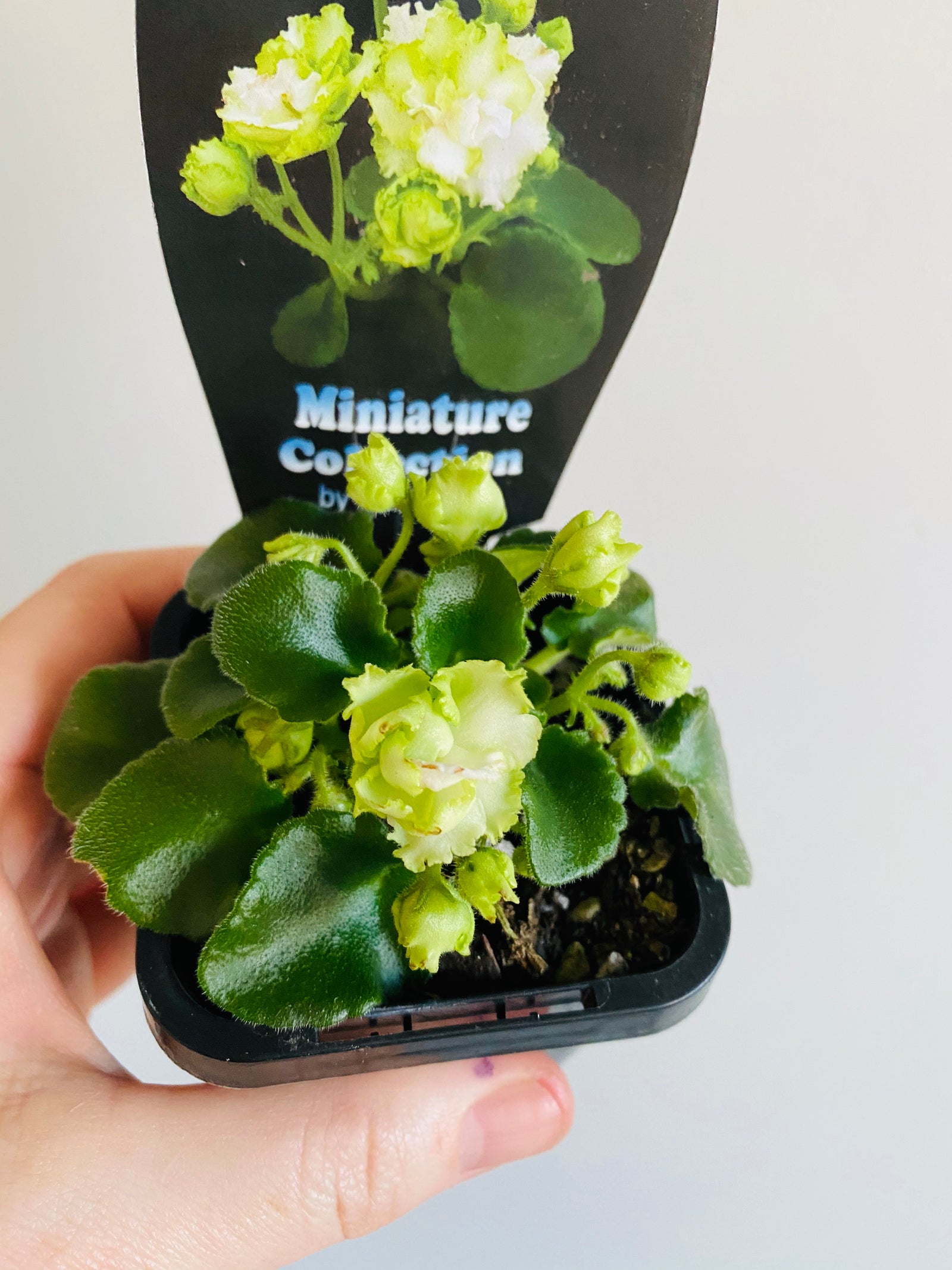 African Violet - Irish Flirt