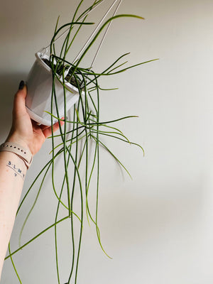 Rhipsalis Hoelleri - Mistletoe Cactus Collection No. 14