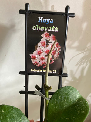 Hoya - Obovata Collection No. 22