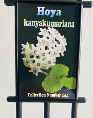 Hoya - Kanyakumariana Collection No. 144