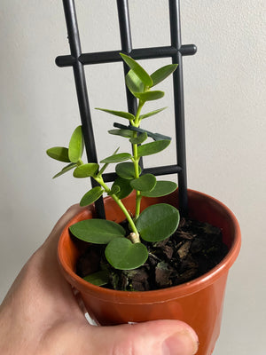 Hoya - Cumingiana Collection No. 63