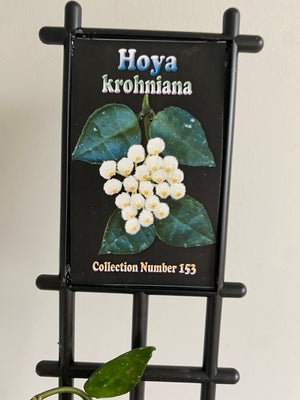 Hoya - Krohniana Collection No. 153