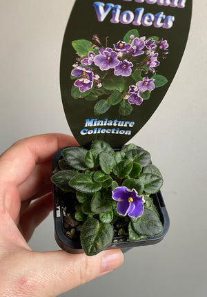 African Violet - Frosted Denim