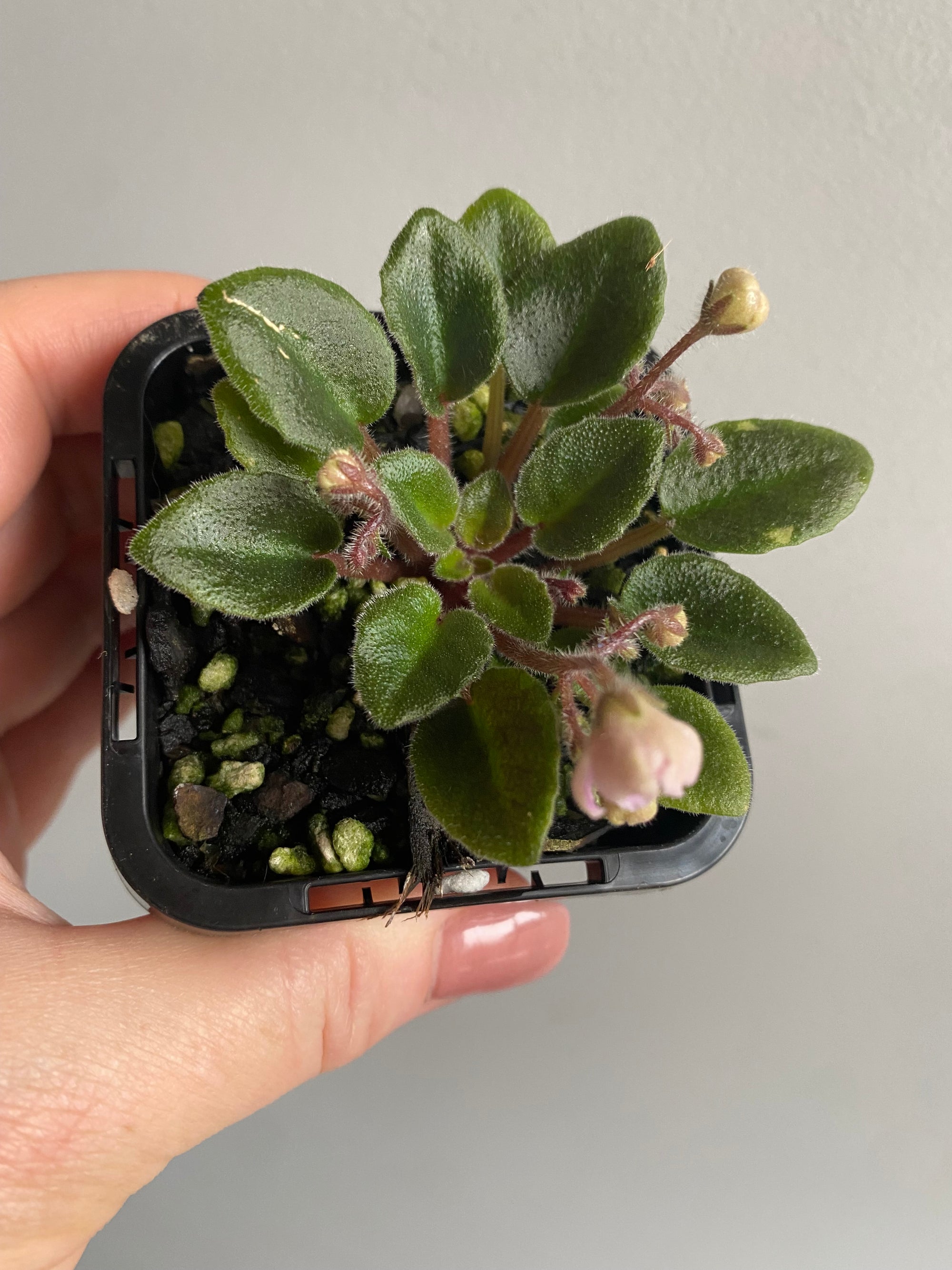 African Violet - Little Pro