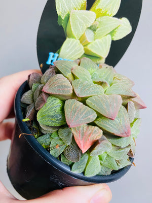 Haworthia pygmaea