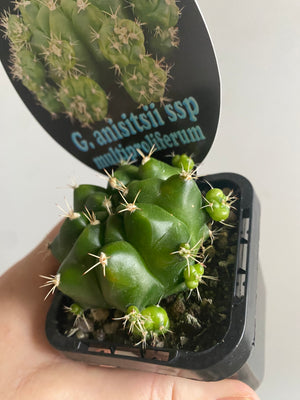 Gymnocalycium anisitsii ssp multiproliferum