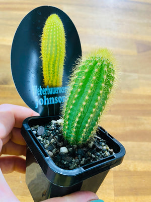 Weberbauerocereus johnsonii