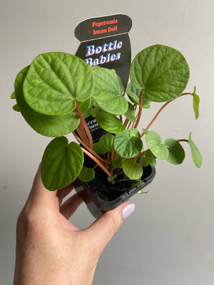 Peperomia - Incan Doll