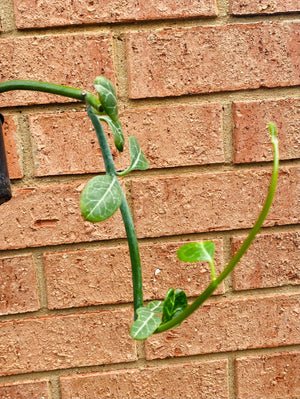 Ceropegia succulenta