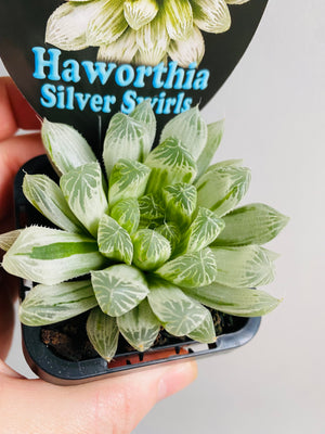 Haworthia cooperi cv. 'Silver Swirls'