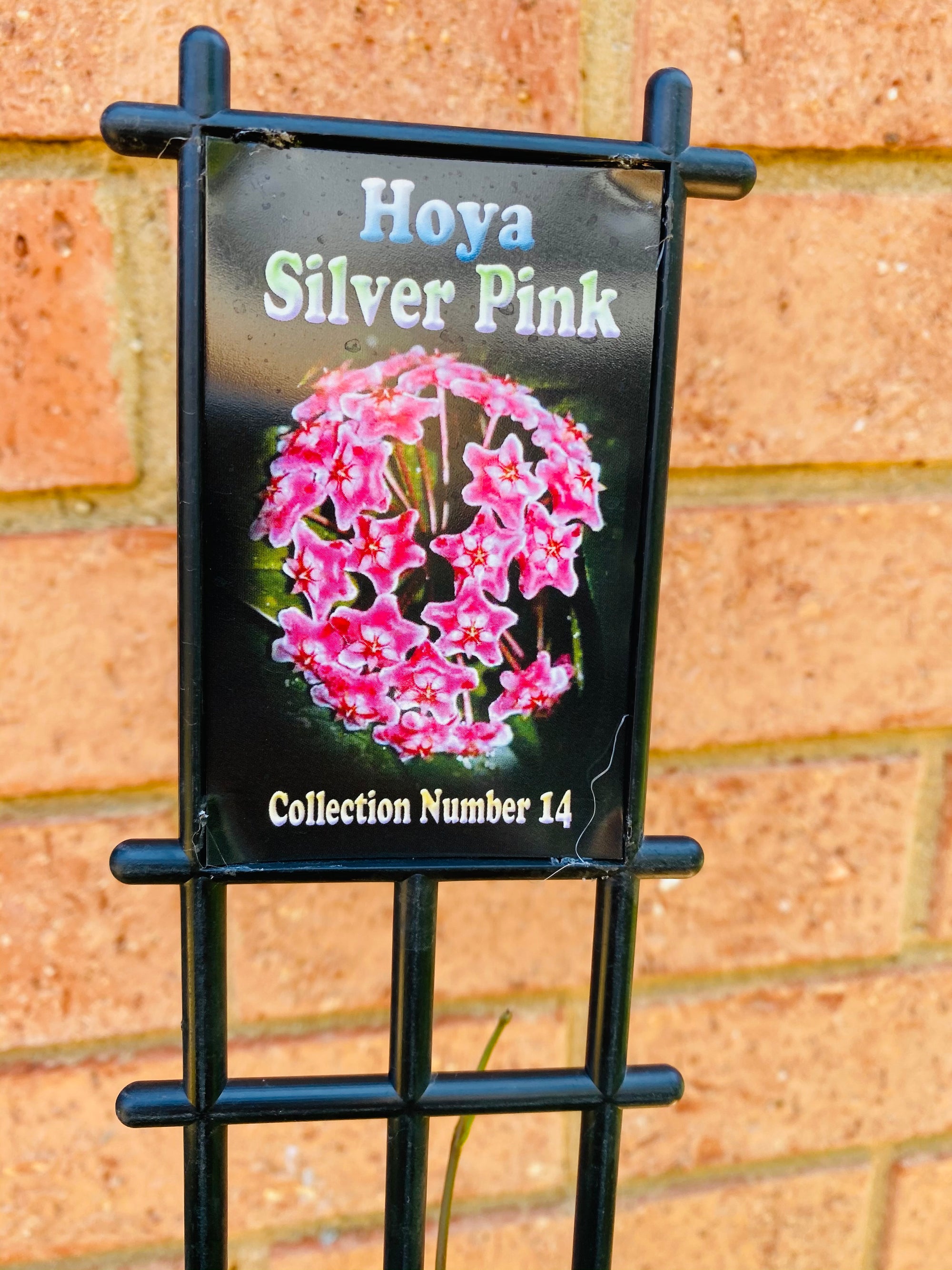 Hoya - Silver Pink Collection No. 14