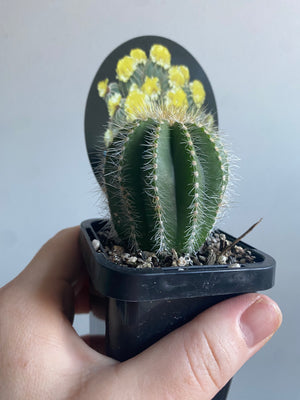 Notocactus magnificus